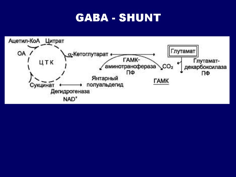 GABA - SHUNT